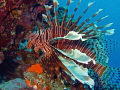   Lion fish  